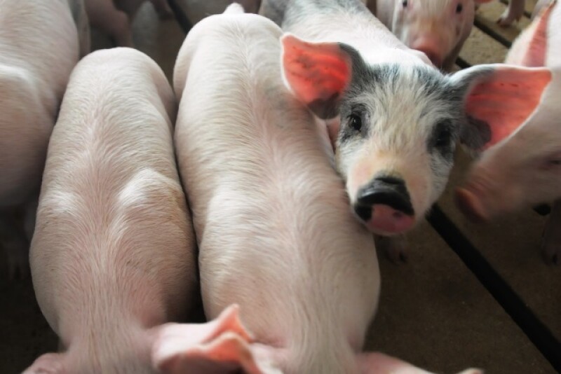 Scott Brown, livestock economist at the University of Missouri, shares his thoughts on the outlook of pork in 2023, including exports, and how producers might want to mitigate risk.