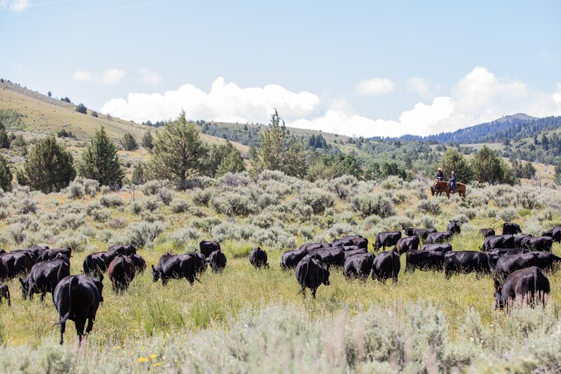Morgan Ranches, Idaho