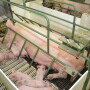 sow in farrowing crate
