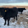 Cows in last trimester of pregnancy