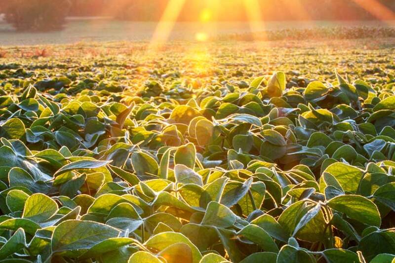 Dicamba
