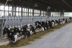 Raising too many heifers can be costly for producers, which is why David Erf recommends having a management plan for heifer inventory and reminds producers to check their cattle inventory numbers as much as they do milk prices.