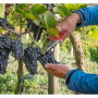Grapes being cut