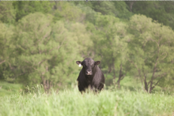 Angus bull