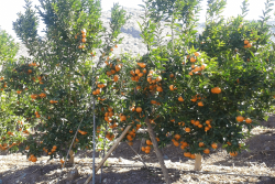 Chilean mandarin growers expect to ship a record 101,000 tons of fruit to North America this season.