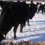 Cows Snow Winter Feeding 2