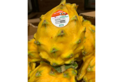 dragon fruit