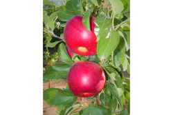 Test plantings of the HOT84A1 apple variety is expected in the U.S. in a few years.