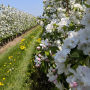 Apple growers across New York state describe near perfect May weather for bloom and pollination activities, setting up expectation for a strong 2018 crop.