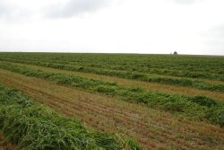 Windrow_Forage