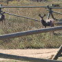 CWD affects cervids such as these mule deer fawns. 