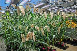 ZeaKal PhotoSeed Corn 032024.jpg