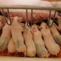 Piglets_Farrowing_Pork_Sow