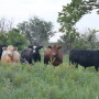 BT_Stocker_Cattle_Summer