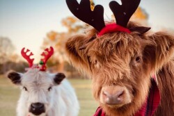 Happy cows
