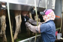Barb Peterson Sunrise Veterinary Services by Dylan Voyles - milk sampling dairy cows for H5N1 avian flu 05-01-2024 near Amarillo Texas - milk sample milk vial