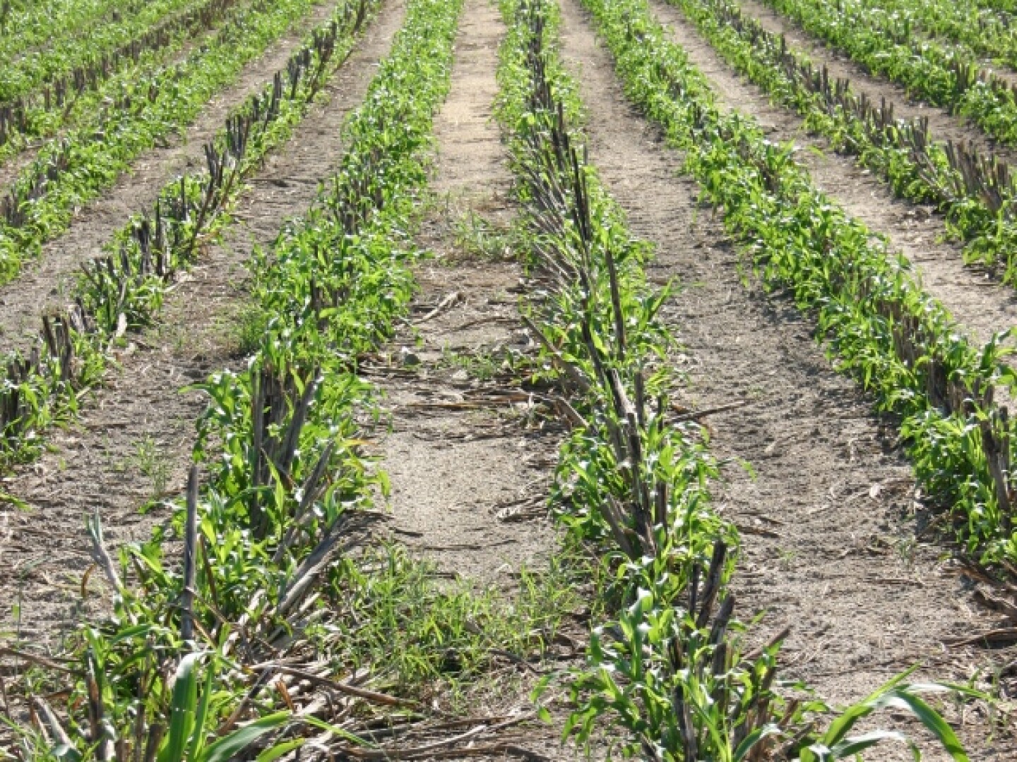 forage_sorghum