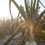 Bland Farms Vidalia Onions