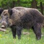 Eurasian-Wild-Boar-840.jpg