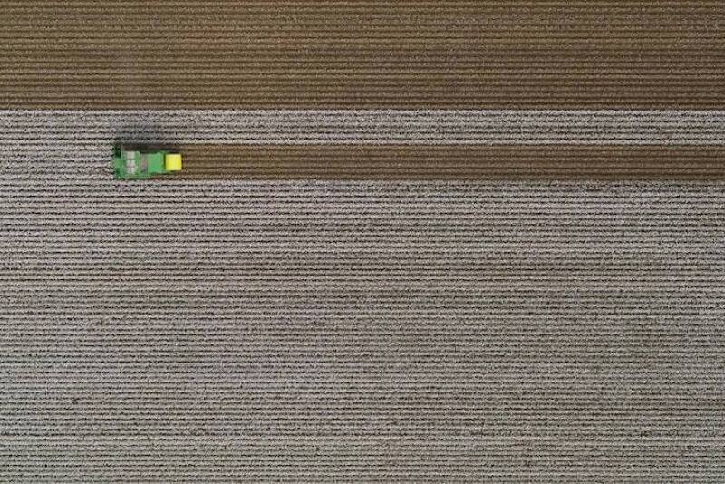 cotton harvest in Oklahoma 