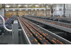 CMI Orchards packing line.PNG