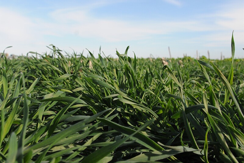 Farmers Share Cover Crop Lessons