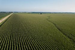 “We’ve seen more prevent plant here than in Indiana this morning,” he said. “The maturity took a step back and the yield took a step back. The corn has been pretty solid, within a range, just not what you’d want to see in this part of Illinois.”