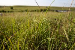 Prairie Grass