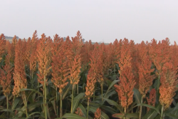 SORGHUM_WEB