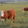 BT_Hereford_Heifers