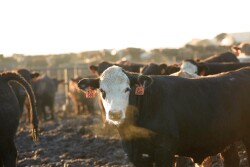 HS feedlot
