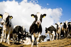 cows_blue_sky