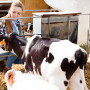 Feeding Calves_Adobe Stock