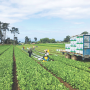Workers harvest organic celery for Lakeside Organic Gardens LLC. Organic celery, lettuce and kale are some of the most popular items requested by foodservice accounts, says Marliese Ward, creative marketing manager. 