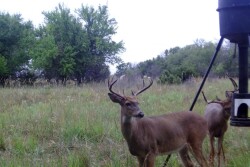 White-tail_Deer