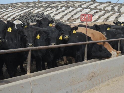 January placements up 4.4% versus a year ago, while Feb. 1 feedlot cattle at 107.9% of year ago.
