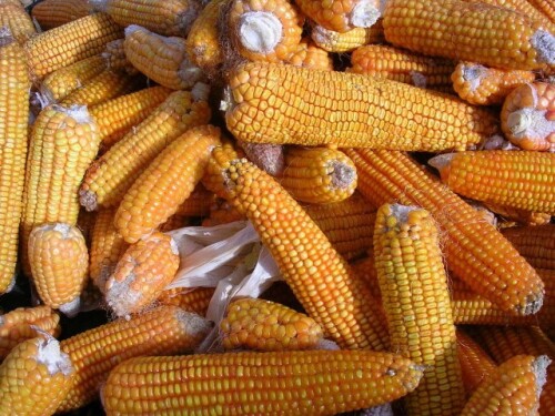 Corn