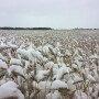 The forecast this week could bring some snow to portions of the country, but Cindi Clawson has bigger concerns about the shot of cold air. 