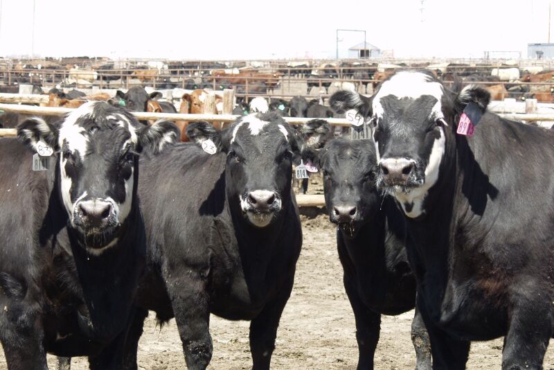 Feedlot prices were higher last week.