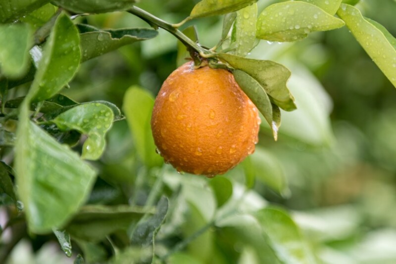Citrus tree