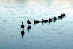ducks-in-a-row