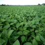soybean_8.jpg