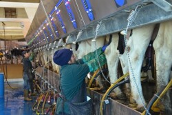 Dairy workers prepping and putting milkers on in a parlor. 