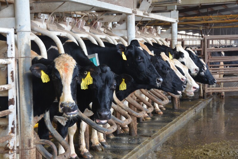Learn from observations related to the most recent financial summaries written by Penn State Extension's dairy business management team.