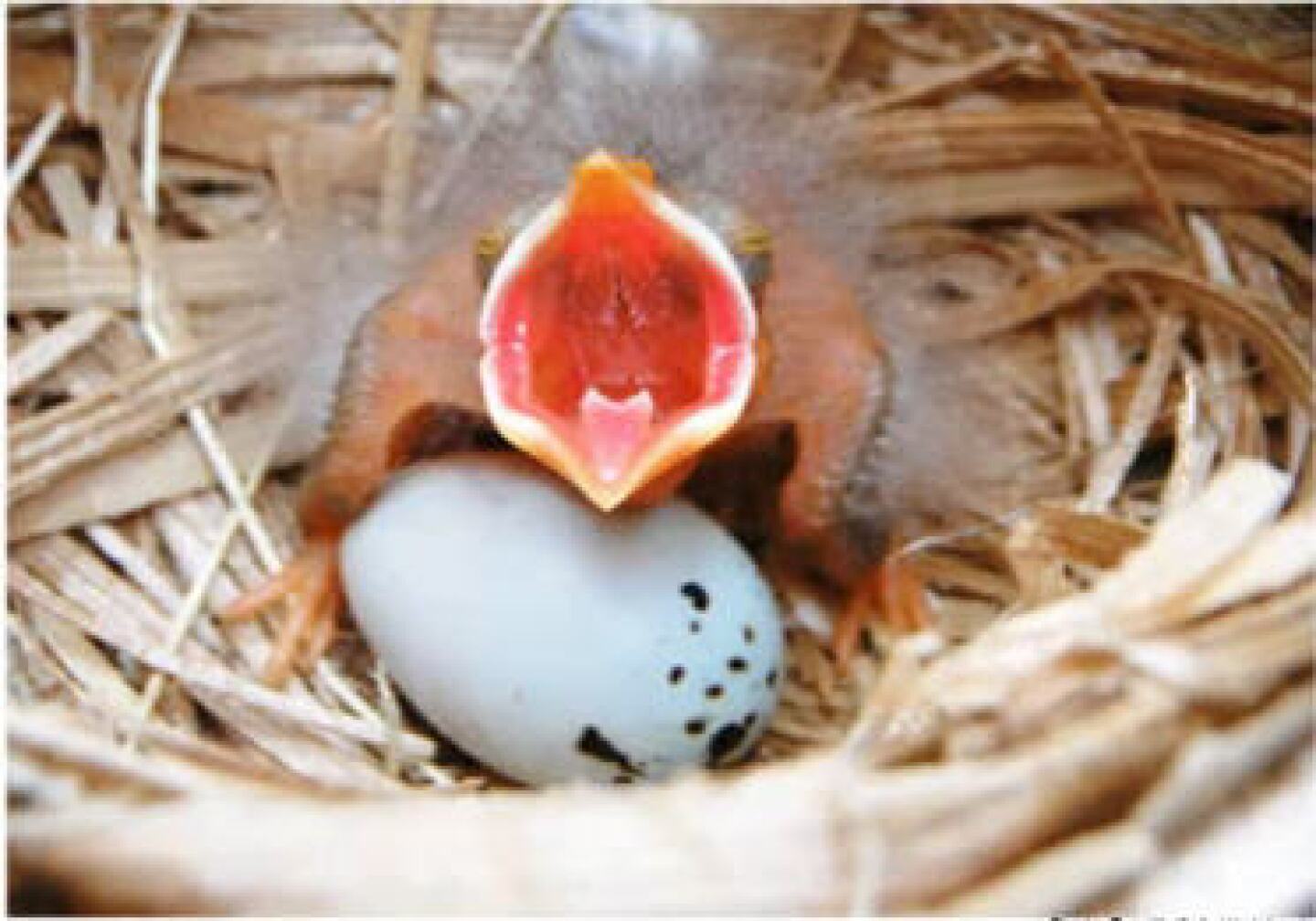 lored_blackbirds.jpg