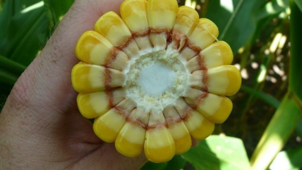 Corn Kernels

