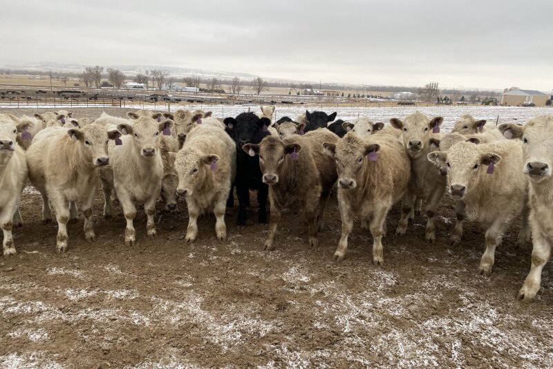 Charolais Steers