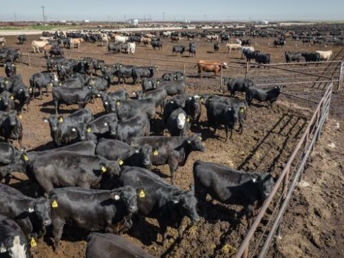 Feedlot