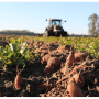 Sweet potato marketers say quality is good but prices are low.