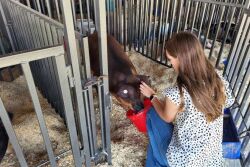 Maddison DeOrnellas watering showpig at county fair